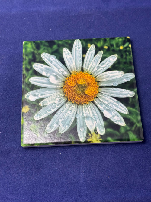 Daisy Coaster