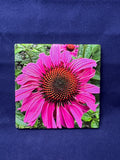 3D Echinacea Coaster