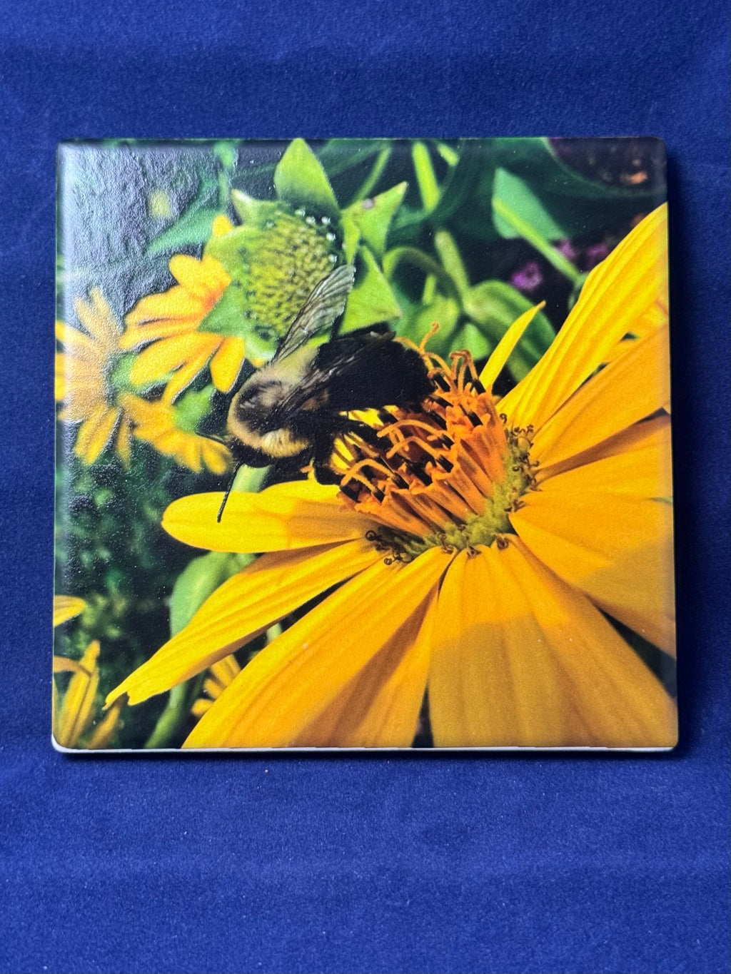 False Sunflower Coaster