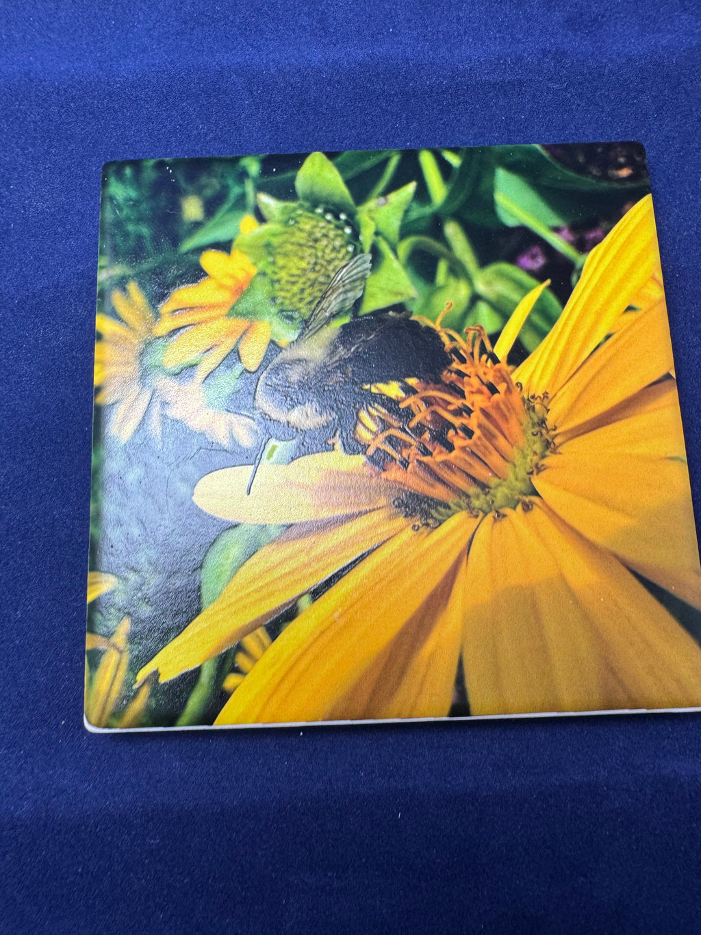 False Sunflower Coaster